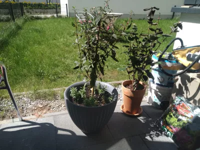Fuchsia Auf Dem Fensterbrett : Fuschia auf einer Terrasse, die Sonnenlicht erhält
