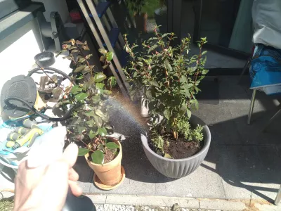 కిటికీలో Fuchsia : నీరు త్రాగుటకుట ఫ్యూషియా ప్లాంట్s under the sun