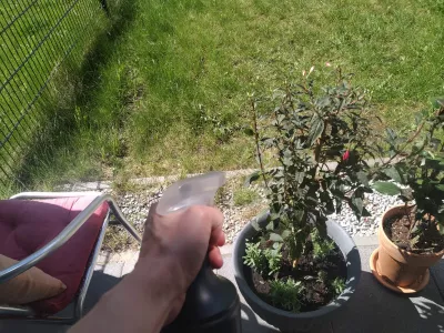Windowsill-Də Fuchsia : Günəş işığı altında Fuschia bitkisinə qulluq etmək