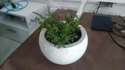 چگونه می توان اسطوخودوس را در بالکن رشد داد؟ : گیاه لاوندر در حال رشد در داخل یک گلدان سنگی