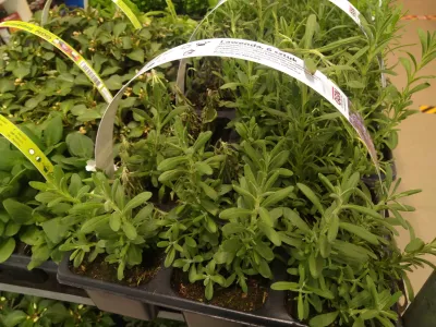 Kuinka kasvaa laventeli parvekkeella? : Laventeli taimet varastossa
