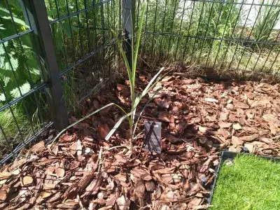 Miscanthus Chinese: Ein fernöstlicher Gast im Garten : Zoomen Sie ein frisch gepflanztes Misserfolghus-Sinensis Malepartus-dekoratives Gras unter der Sonne