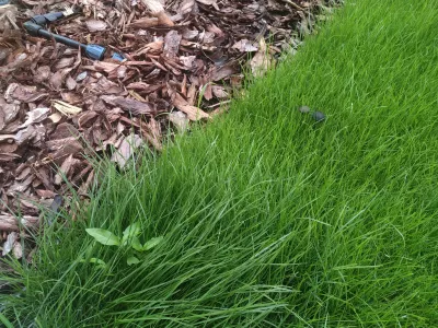 Lawn Fortilizer Яраміла Комплекс: Як Його Використовувати? : Бур'яни та гриб, що ростуть на моху в саду газону
