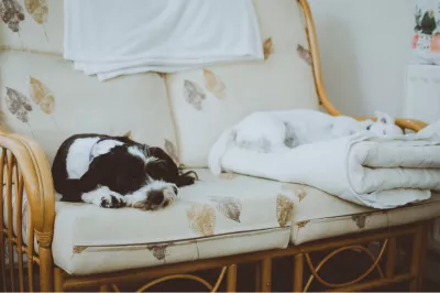 Cienījamie jaunie vecāki, kvalitatīva miegs ir iespējams ar gaisa attīrītāju : Suns atpūšas uz dīvāna